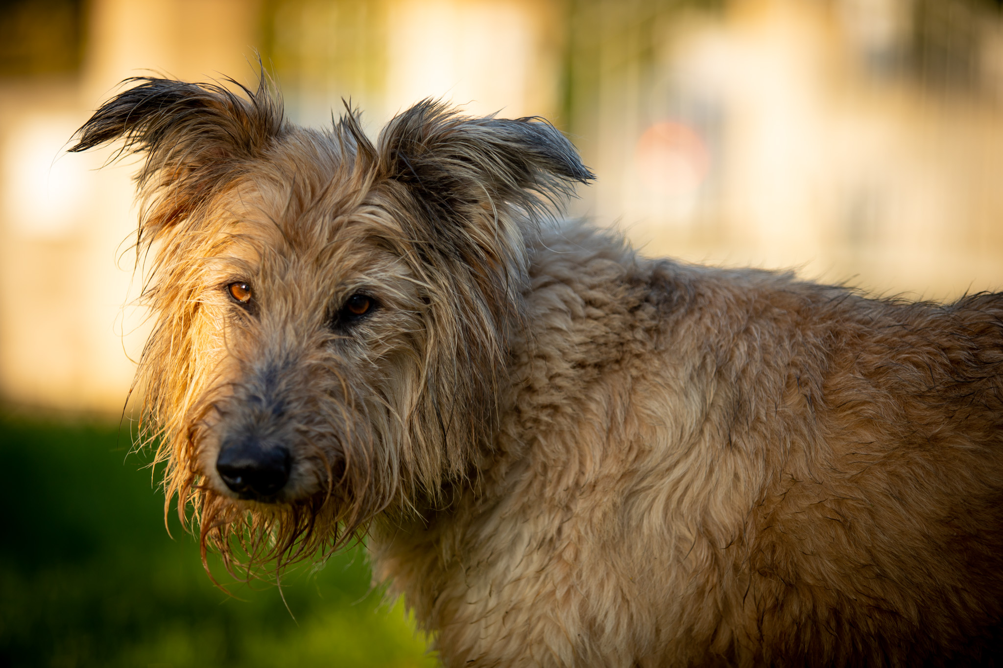 grand chien posant pour une séance photo en pleine nature