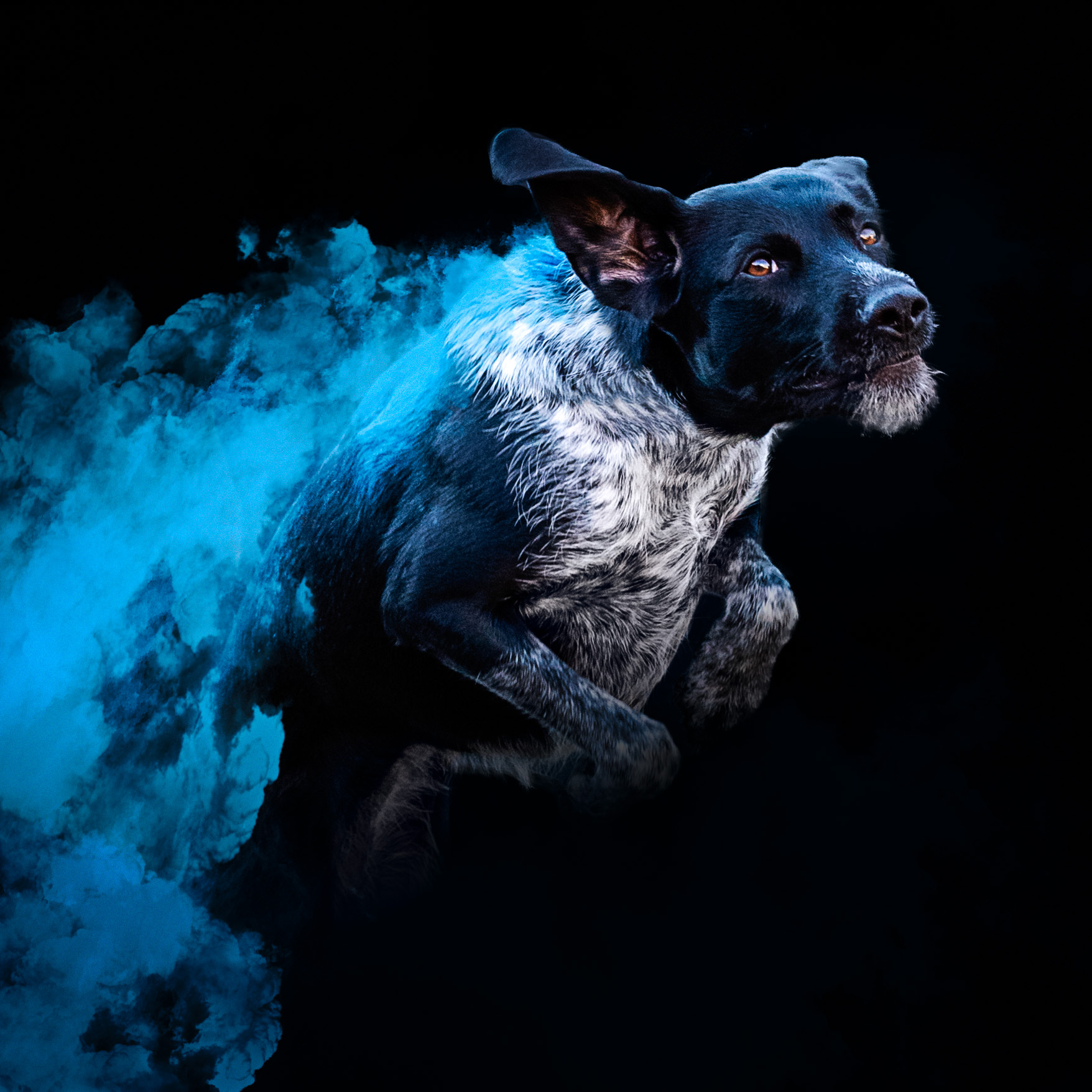 shooting chien avec holi powder bleue