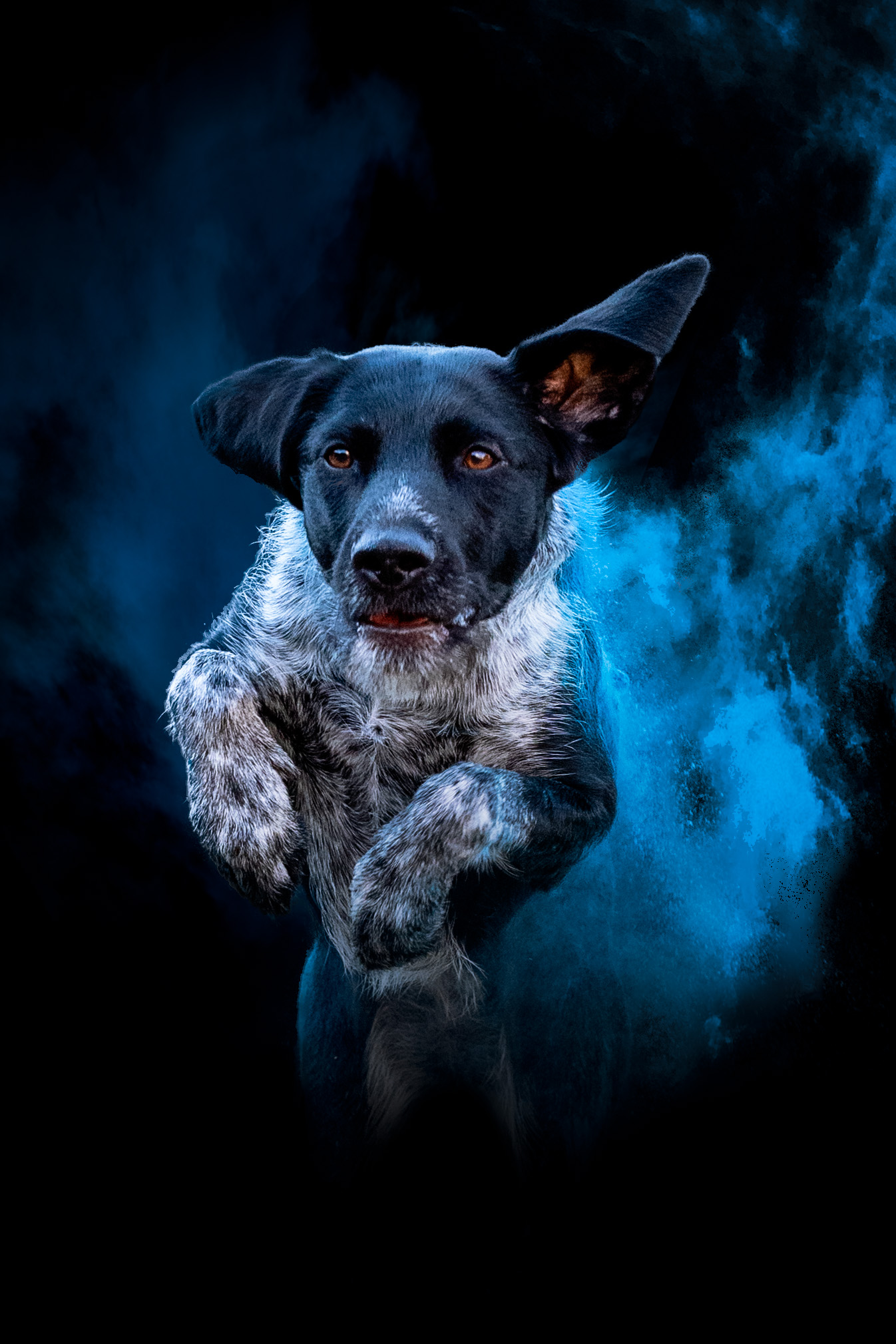 chien bondissant, shooting professionnel avec poudre holi