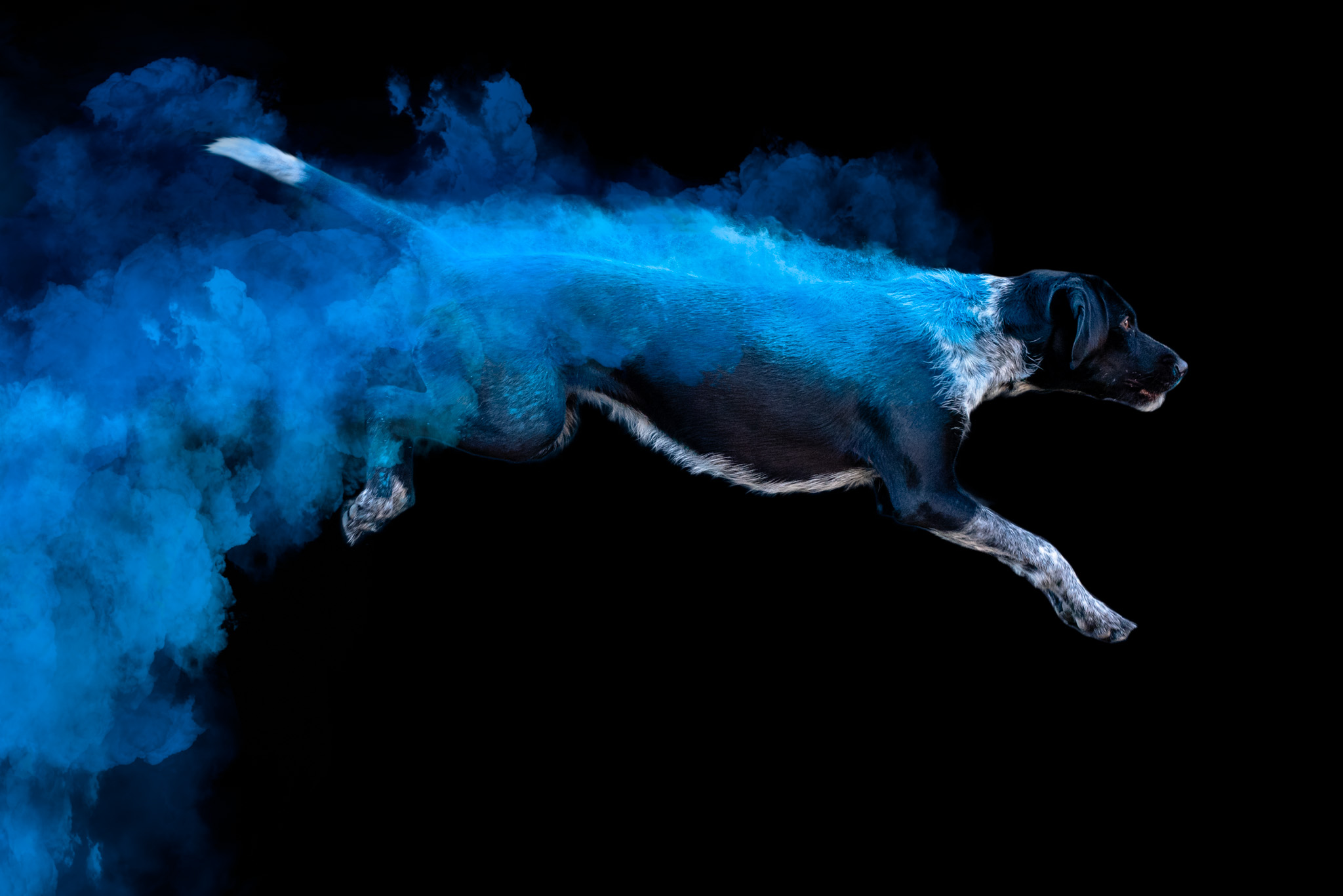 chien sautant, portrait professionnel avec holi powder